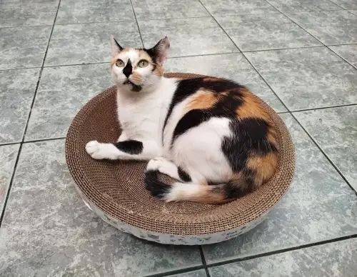 Rascador Bowl Grande para Gatos - imagen 2