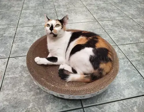 Rascador Bowl Grande para Gatos - imagen 2