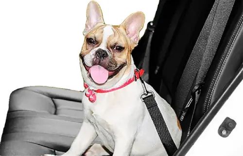Correa de Seguridad para Mascotas para Auto - imagen 2