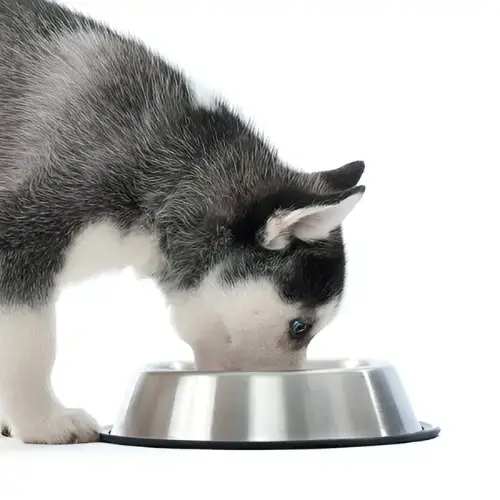 Plato Mascota Acero (16cm) - imagen 3