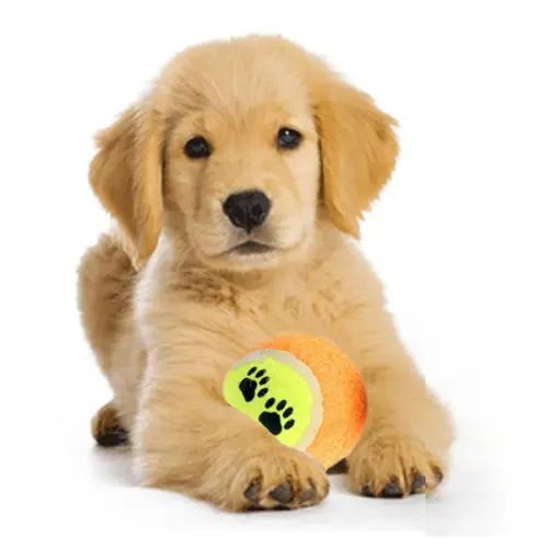 Set 3 Pelotas Tennis Pet - imagen 2
